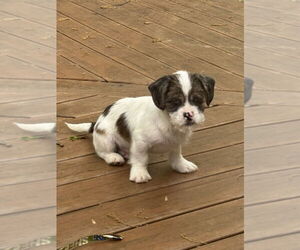 Zuchon Dogs for adoption in Tenafly, NJ, USA