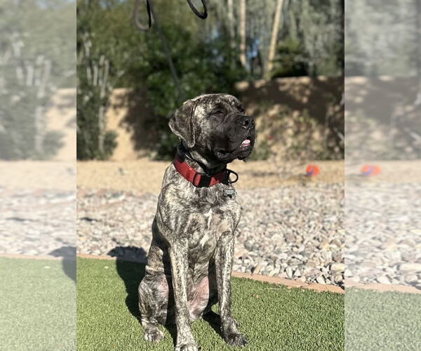 Medium Photo #3 Mutt Puppy For Sale in Goodyear, AZ, USA