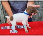 Puppy Puppy 5 German Shorthaired Pointer