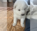 Small Photo #2 Samoyed Puppy For Sale in LITTLE FALLS, MN, USA