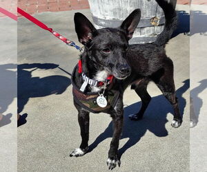 Chihuahua-Unknown Mix Dogs for adoption in San Jose, CA, USA