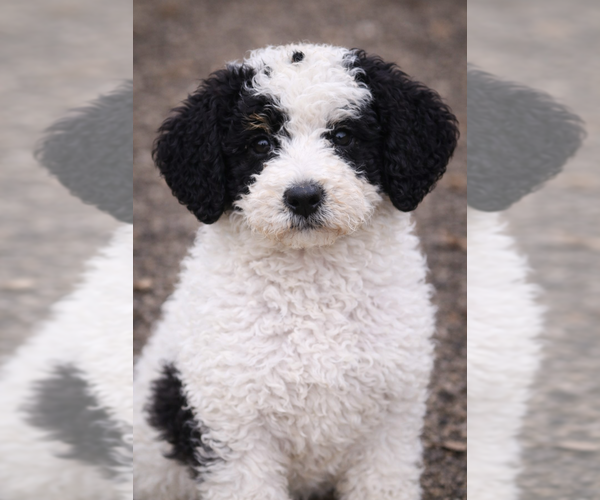 Medium Photo #3 Bernedoodle Puppy For Sale in GREENWOOD, IN, USA