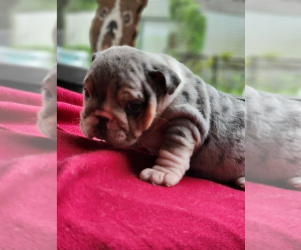 Medium Photo #5 Bulldog Puppy For Sale in BRANDON, FL, USA