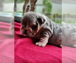Small #4 Bulldog