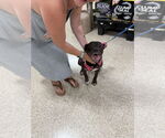 Small #12 American Pit Bull Terrier-American Staffordshire Terrier Mix