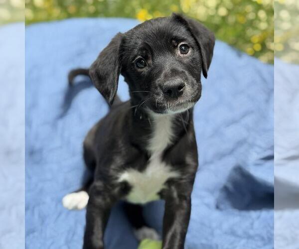 Medium Photo #1 Colonial Cocker Spaniel-Unknown Mix Puppy For Sale in San Diego, CA, USA