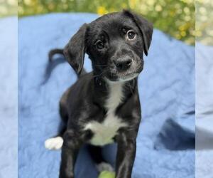 Colonial Cocker Spaniel-Unknown Mix Dogs for adoption in San Diego, CA, USA