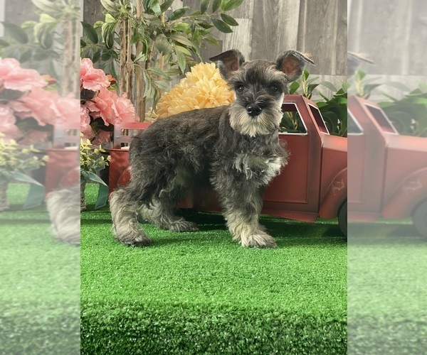Medium Photo #1 Schnauzer (Miniature) Puppy For Sale in CANOGA, NY, USA