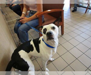 American Bulldog-English Foxhound Mix Dogs for adoption in Ocala, FL, USA