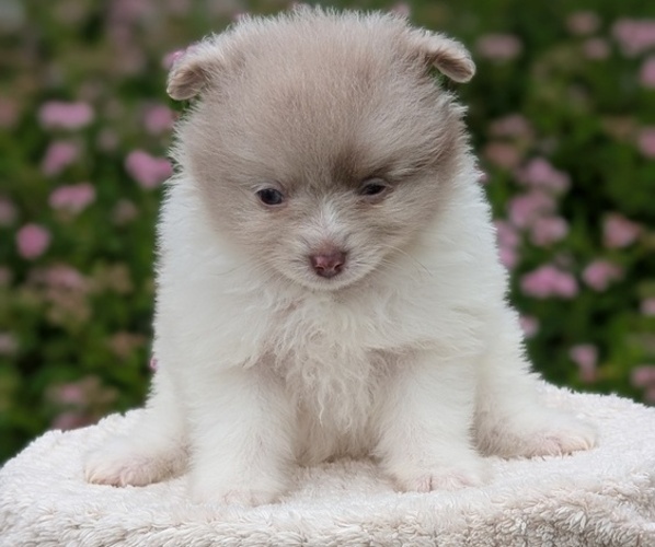 Medium Photo #34 Pomeranian Puppy For Sale in GOSHEN, IN, USA