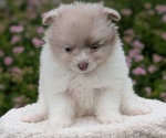 Small Photo #34 Pomeranian Puppy For Sale in GOSHEN, IN, USA