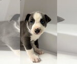 Small #5 Labrador Retriever Mix
