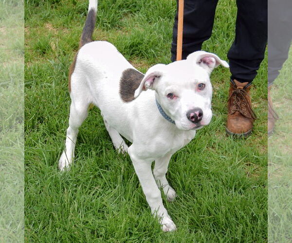 Medium Photo #3 American Staffordshire Terrier-Boxer Mix Puppy For Sale in Huntley, IL, USA