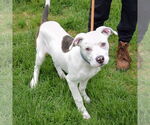 Small #2 American Staffordshire Terrier-Boxer Mix
