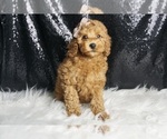 Small Photo #77 Poodle (Toy) Puppy For Sale in WARSAW, IN, USA