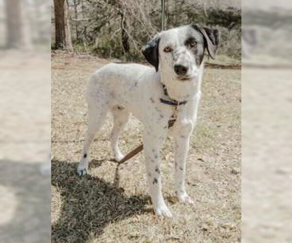 Medium Photo #2 Lab-Pointer Puppy For Sale in Attalka, AL, USA