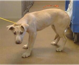 Labrador Retriever-Unknown Mix Dogs for adoption in Sacramento, CA, USA