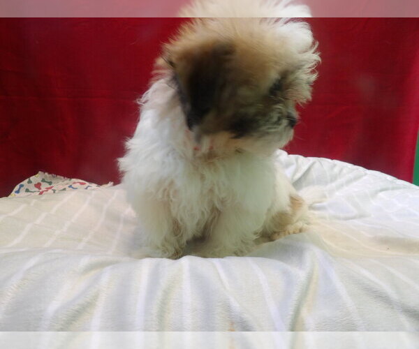 Medium Photo #4 Zuchon Puppy For Sale in PATERSON, NJ, USA