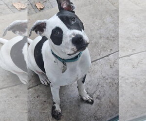 Rory - Male American Pit Bull Terrier Dog for Adoption - Photo #31