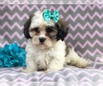Small Photo #20 Zuchon Puppy For Sale in LAKELAND, FL, USA
