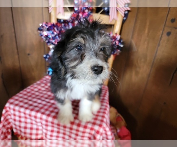Medium Photo #30 Bernedoodle (Miniature) Puppy For Sale in BLACK FOREST, CO, USA