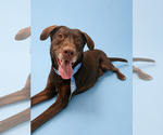 Small #1 Labrador Retriever