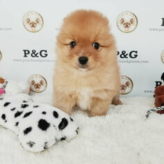 Pomeranian Puppy for sale in TEMPLE CITY, CA, USA