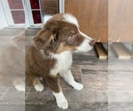 Small Photo #12 Australian Shepherd Puppy For Sale in COLORADO SPRINGS, CO, USA