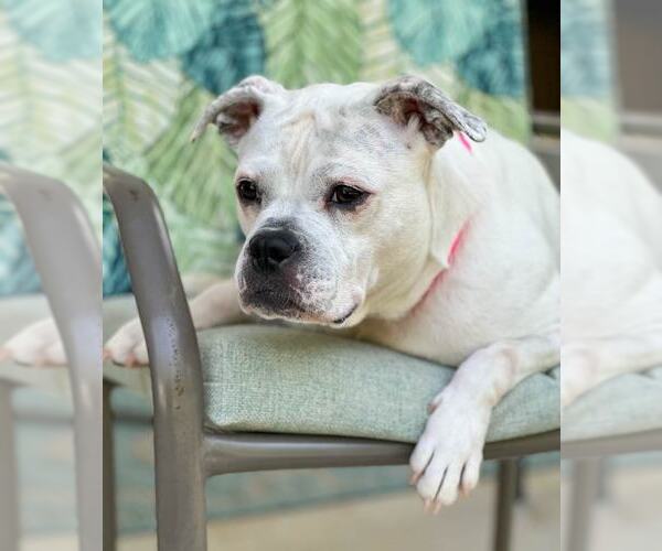 Medium Photo #13 Bulldog-Unknown Mix Puppy For Sale in Kennesaw, GA, USA