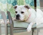 Small #12 Bulldog Mix