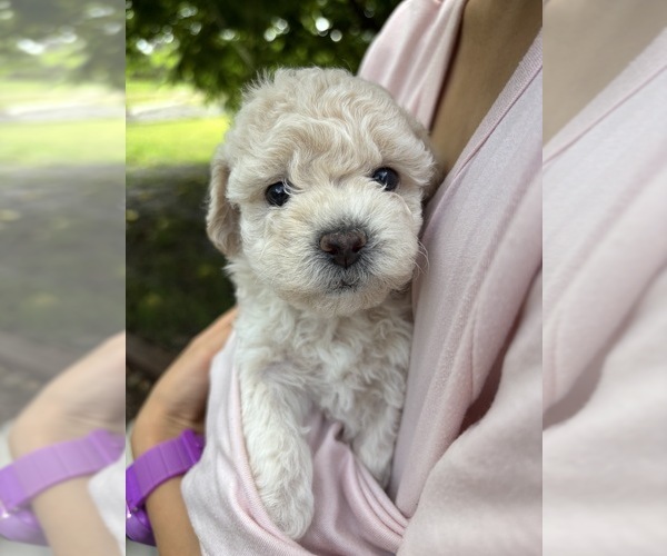 Medium Photo #56 Bichpoo Puppy For Sale in NORTH PORT, FL, USA