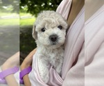 Small Photo #56 Bichpoo Puppy For Sale in NORTH PORT, FL, USA