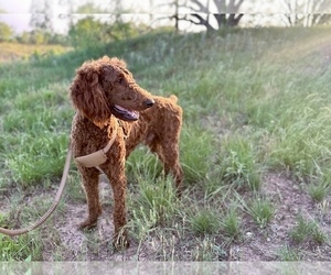 Father of the Goldendoodle puppies born on 12/13/2024