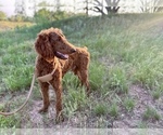 Small Photo #1 Goldendoodle Puppy For Sale in ABILENE, TX, USA
