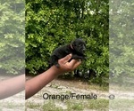 Puppy Puppy 3 Labrador Retriever