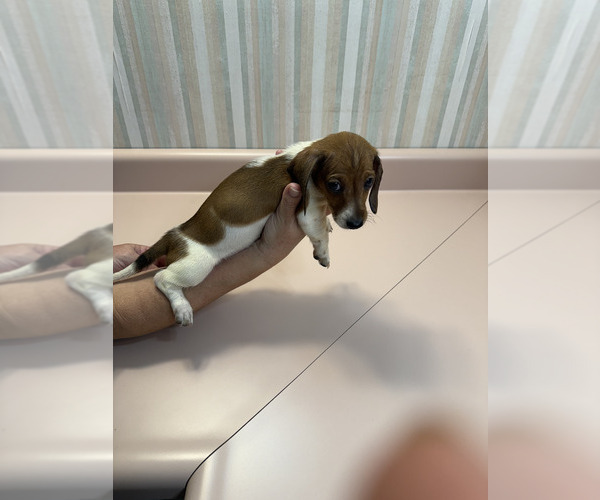 Medium Photo #2 Dachshund Puppy For Sale in TRENTON, TN, USA
