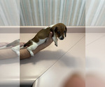 Small Photo #2 Dachshund Puppy For Sale in TRENTON, TN, USA
