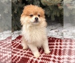 Small #1 Pomeranian