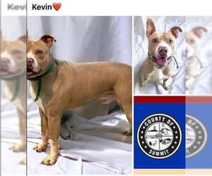 American Pit Bull Terrier Dogs for adoption in Akron, OH, USA