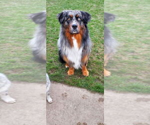 Father of the Australian Shepherd puppies born on 08/22/2026