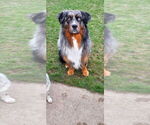 Small Photo #1 Australian Shepherd Puppy For Sale in CROWN POINT, IN, USA