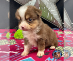 Puppy 4 Miniature Australian Shepherd