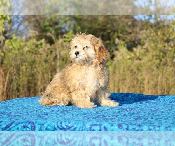 Medium Photo #10 ShihPoo Puppy For Sale in DYERSBURG, TN, USA