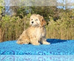 Small #9 ShihPoo