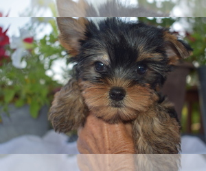 Yorkshire Terrier Litter for sale in FAIRFAX, MO, USA