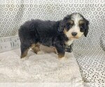 Small Photo #74 Bernedoodle Puppy For Sale in COLORADO SPRINGS, CO, USA
