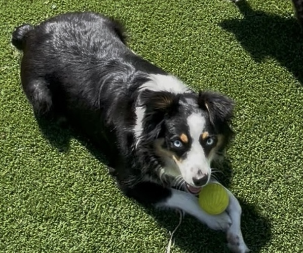Medium Photo #1 Miniature Australian Shepherd Puppy For Sale in DIXON, CA, USA