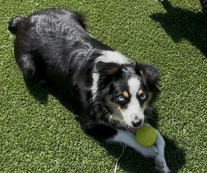 Mother of the Miniature Australian Shepherd puppies born on 01/26/2025