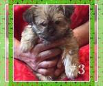 Small #2 Shorkie Tzu