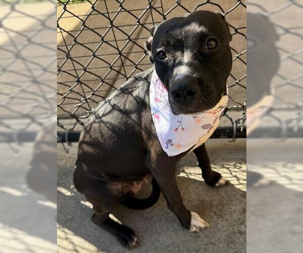 Medium Photo #1 American Pit Bull Terrier-Unknown Mix Puppy For Sale in Tulsa, OK, USA
